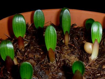 一粒小种子 一粒小种子 家庭养花｜如何用一粒小种子种出一盆漂亮的君子兰？