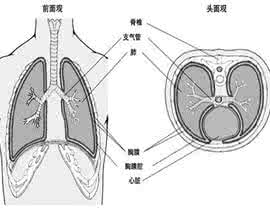 结核性胸膜炎怎么治疗 结核性胸膜炎怎么治疗 西医如何治疗结核性胸膜炎