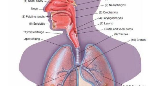 呼吸系统 呼吸系统 呼吸系统测试卷