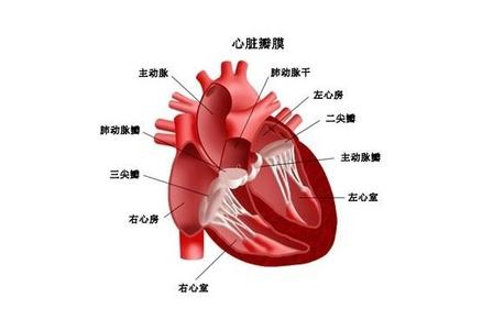 心脏供血不足吃什么药 心脏供血不足的症状