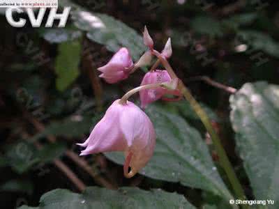 指甲花叶 指甲花 指甲花叶