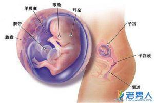 怀孕三个月胎儿图 怀孕三个月可以同房吗