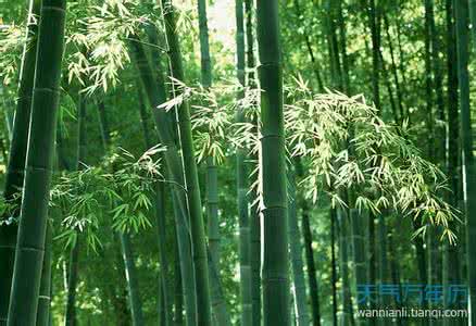 赵竹子 2月14日 世界竹子日是几月几日