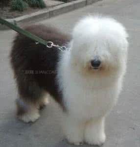 古牧犬不买狗粮吃什么 古牧犬吃什么肉好