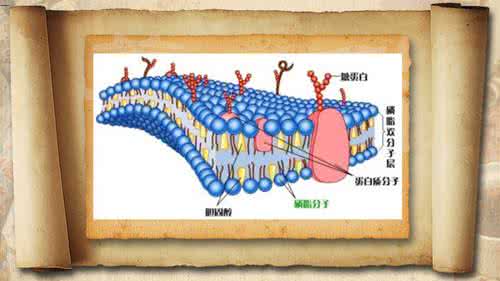 动物内脏的营养价值 《养生堂》动物内脏的营养秘密