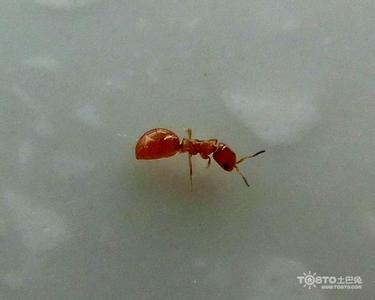 除蚂蚁的方法 家里有蚂蚁怎么办？除蚂蚁方法