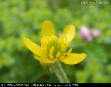 黄花酢浆草 黄花酢浆草 黄花酢浆草在何种条件下才能开花