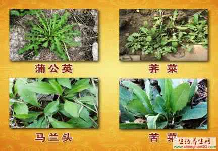 苦菜具备三大功效 苦菜具备三大功效 类胡萝卜素的简介及三大功效
