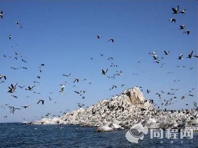 青海湖导游词 鸟岛导游词