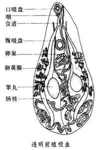 前殖吸虫 前殖吸虫属