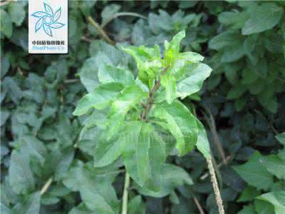 野菜生长季节分布图 【野菜系列】春天是吃野菜的季节，吃一次等一年