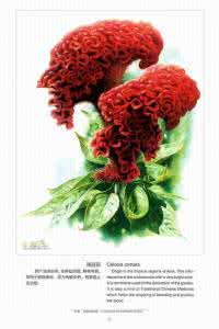 最漂亮爱尔兰钩针视频 【漂亮】钩针百花图集