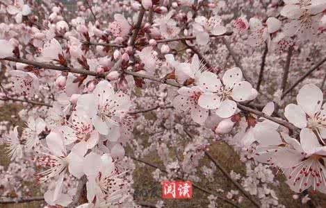 斩断烂桃花最灵的方法 斩断烂桃花 如何斩断烂桃花 斩断烂桃花的方法