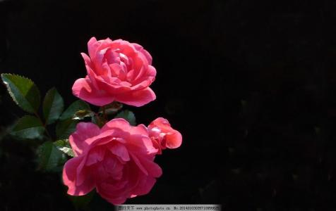 外网钩针魔术花型模式 钩针模式----“玫瑰花蕾”
