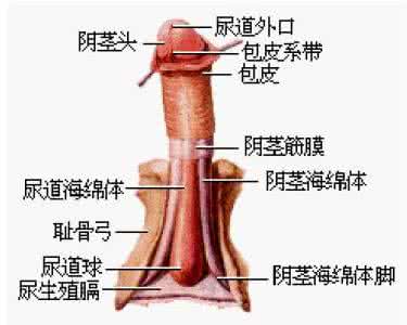 包皮龟头炎饮食禁忌 龟头起肉粒的饮食禁忌有哪些呢？