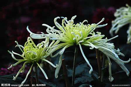 七绝秋菊 七绝 秋菊