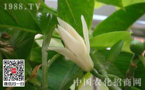 白兰花养殖及注意事项 白兰花怎么养及注意事项