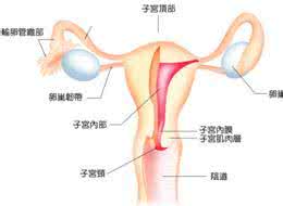 出血性输卵管炎 出血性输卵管炎 出血性输卵管炎误诊为宫外孕