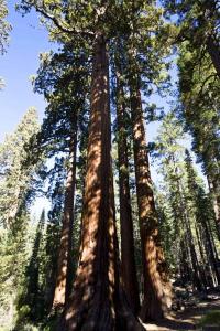 重庆巨杉园林有限公司 巨杉林  