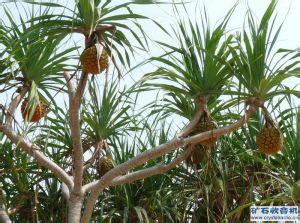 菠箩的功效 菠箩