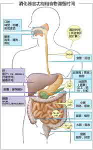 人体食物消化过程 一张图告诉你人体是怎么消化食物的