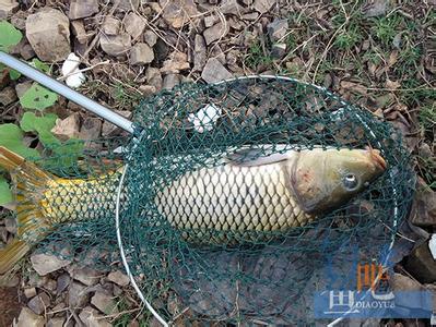 星露谷物语蟹笼诱饵 钓友自创谷物诱饵窝料 钓鲤鱼效果极好