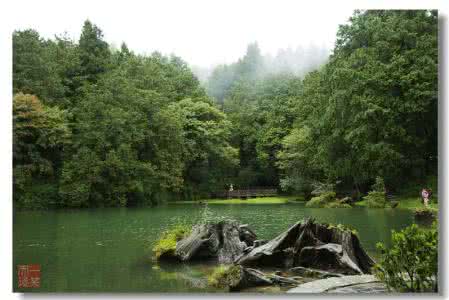 阿里山宝岛罐 宝岛阿里山风光