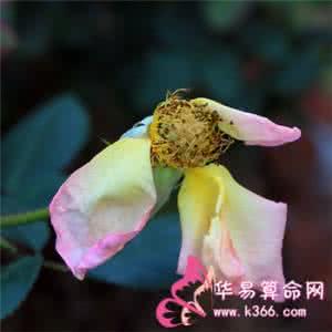 烂桃花和桃花劫 破解烂桃花和桃花劫的风水布局