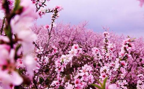 怎么摆脱烂桃花 2016避免烂桃花的方法 怎样摆脱烂桃花 摆脱烂桃花的风水方法