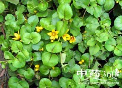 过路黄的功效与作用 过路黄的功效与作用 小过路黄的功效与作用