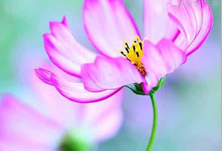 插画心语 插画心语：既相遇，必相惜，既有缘，必在意