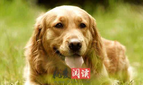 金毛犬怎么养 金毛犬 金毛犬怎么养