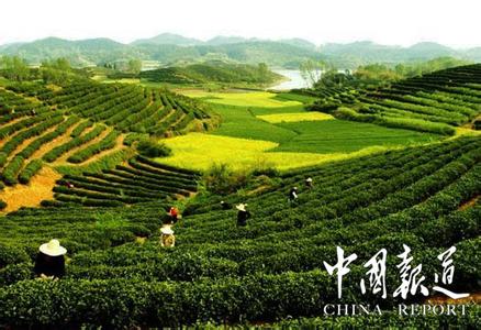 信阳茶文化 信阳茶文化 信阳茶文化