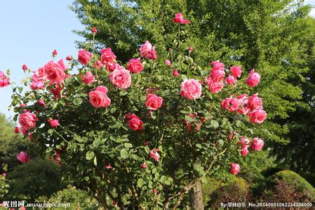 月季花的功效与作用 月季花的功效与作用 月季花的功效与作用都有哪些