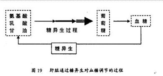 失传的营养学在线阅读 失传的营养学在线阅读 肝的糖代谢
