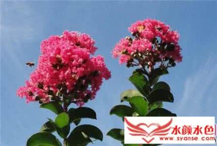 紫薇花的养殖方法 紫薇花养殖 紫薇的介绍与养殖方法 如何养出艳丽的紫薇