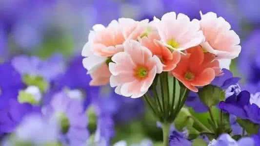 骂河南人的顺口溜精辟 人生年龄顺口溜 ?人生年龄 ? 顺口溜（太精辟了！）