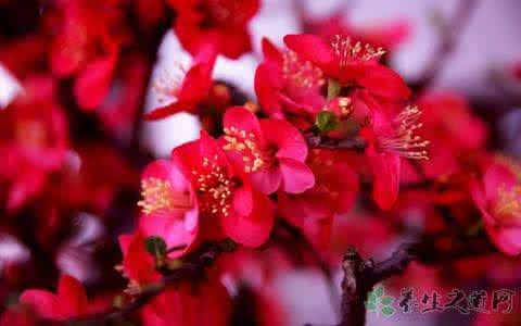 腊梅花种子药用价值 腊梅花的功效与价值