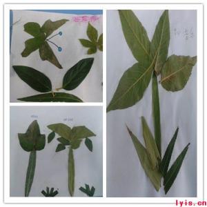没有两片相同的树叶 世界上有什么树叶 世界上没有相同的两片树叶 我们孩子的人格也一样
