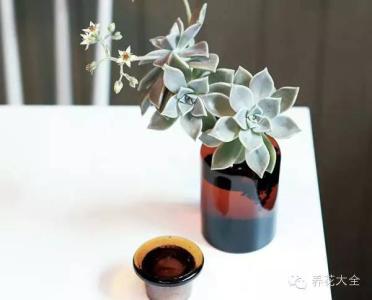 水培多肉 技巧 | 多肉水培,就是这么简单!