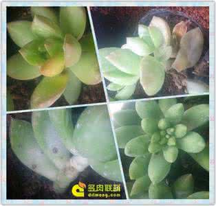 多肉植物为什么有黑斑 【家居园艺】多肉植物出现黑斑黑点，化水掉叶
