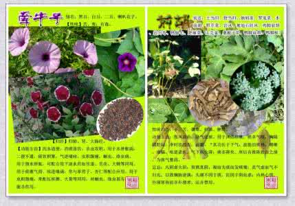 常用中草药300种图谱 常用中草药三百种图谱(二)