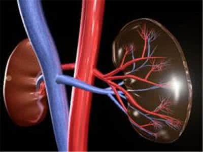 痛风对肾脏的影响 痛风：肾脏受损的四个特征