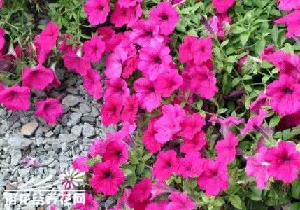 牵牛花如何过冬 矮牵牛如何过冬