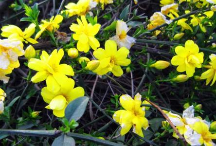 迎春花栽培 迎春花栽培 迎春花是什么颜色 迎春花栽培方法大全