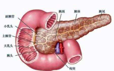 急性胰腺炎的症状 急性胰腺炎 如何预防和疾病症状