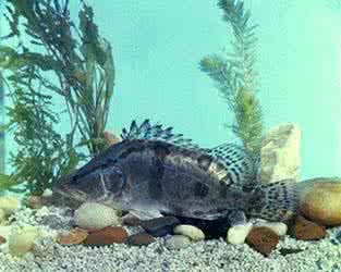 鳜鱼混养 虾蟹鳜生态混养增效益