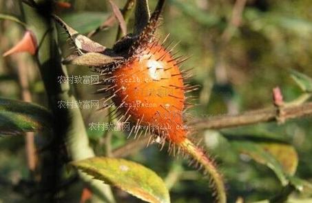 金樱子种植技术 金樱子 金樱子种植技术