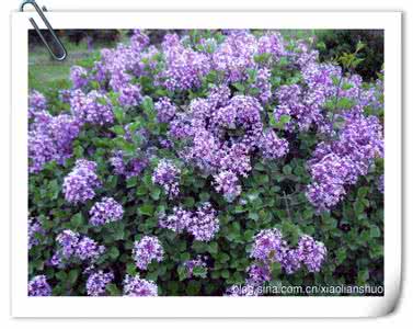 沈阳丁香湖2017规划 丁香湖 诗词 【诗社雅集】丁香诗社｜2016年优秀诗词微刊第13期（张景峰专辑）