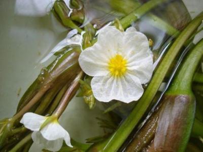 靖西海菜花 海菜花(Ottelia acuminata)，水鳖科  